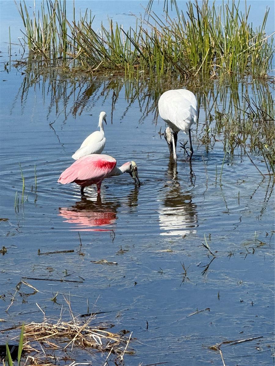 12272 STUART DR, VENICE, FL, 34293