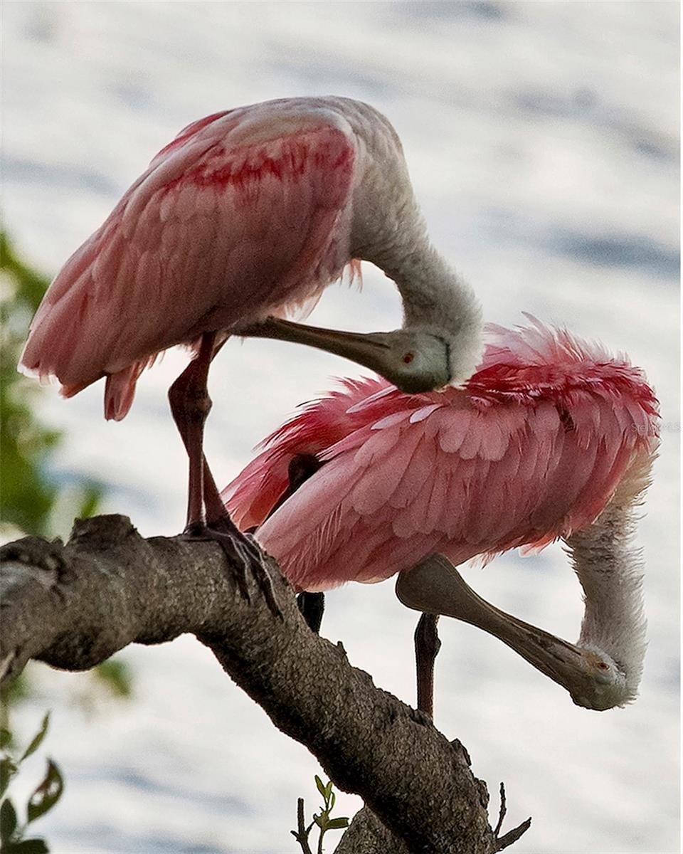 60 LILES ST, TERRA CEIA, FL, 34250