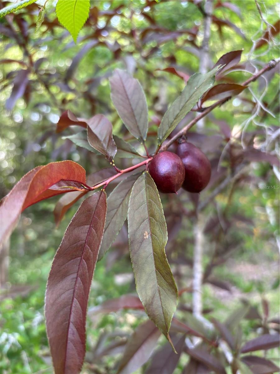 23060 WHITMAN RD, BROOKSVILLE, FL, 34601