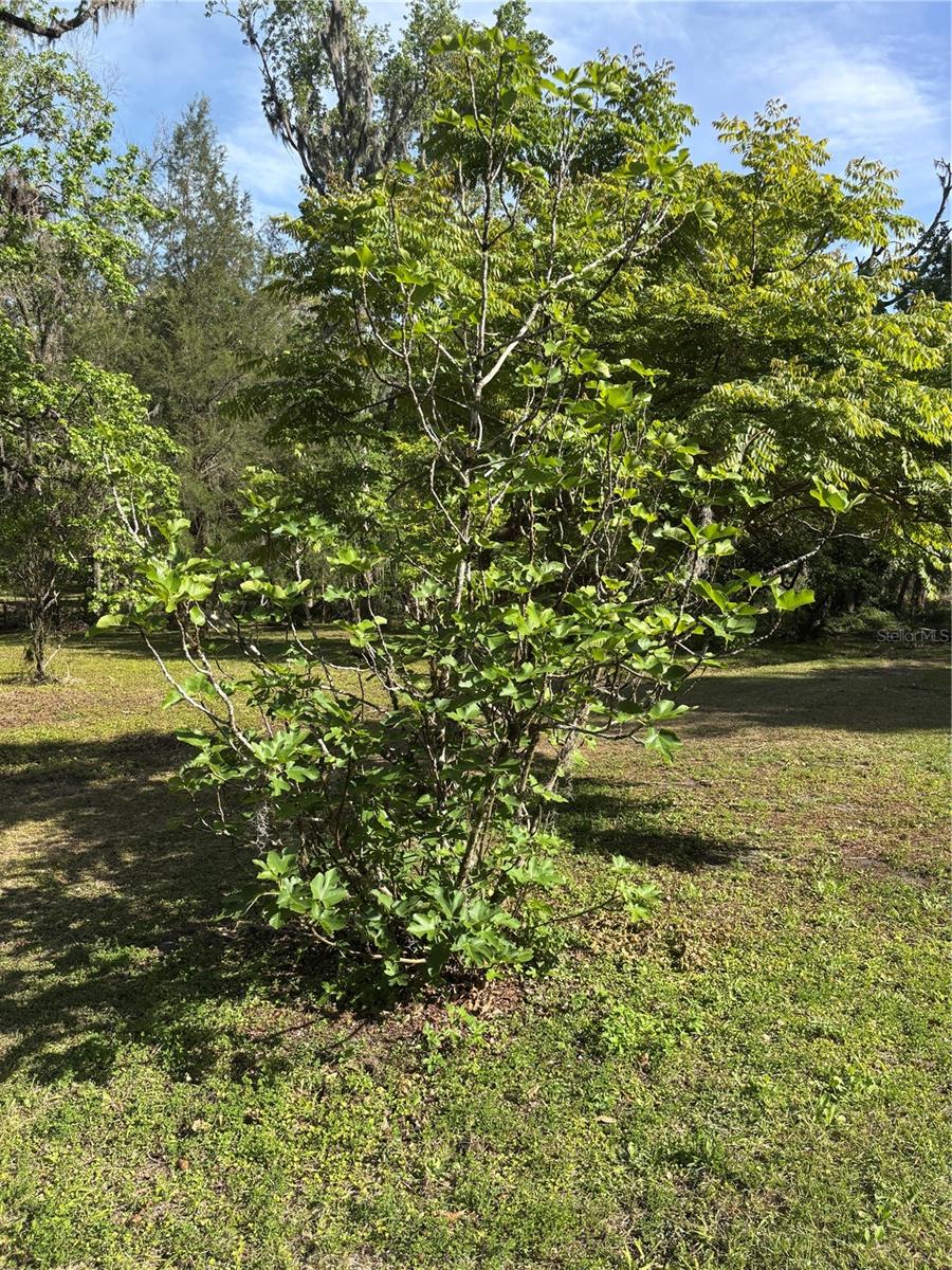 23060 WHITMAN RD, BROOKSVILLE, FL, 34601