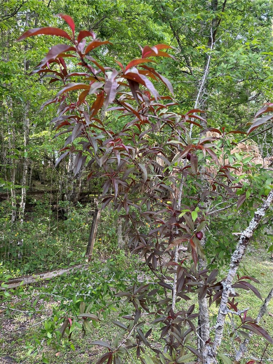 23060 WHITMAN RD, BROOKSVILLE, FL, 34601