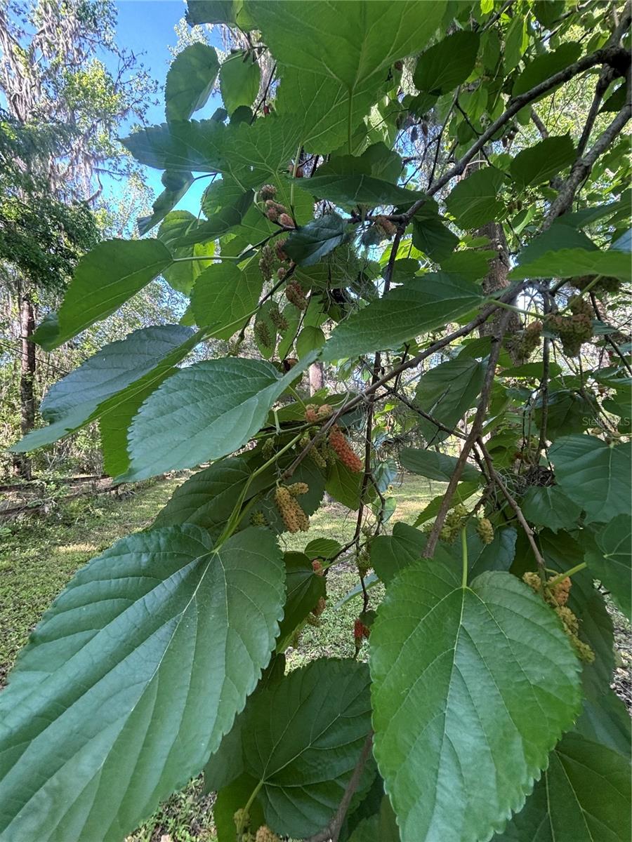 23060 WHITMAN RD, BROOKSVILLE, FL, 34601