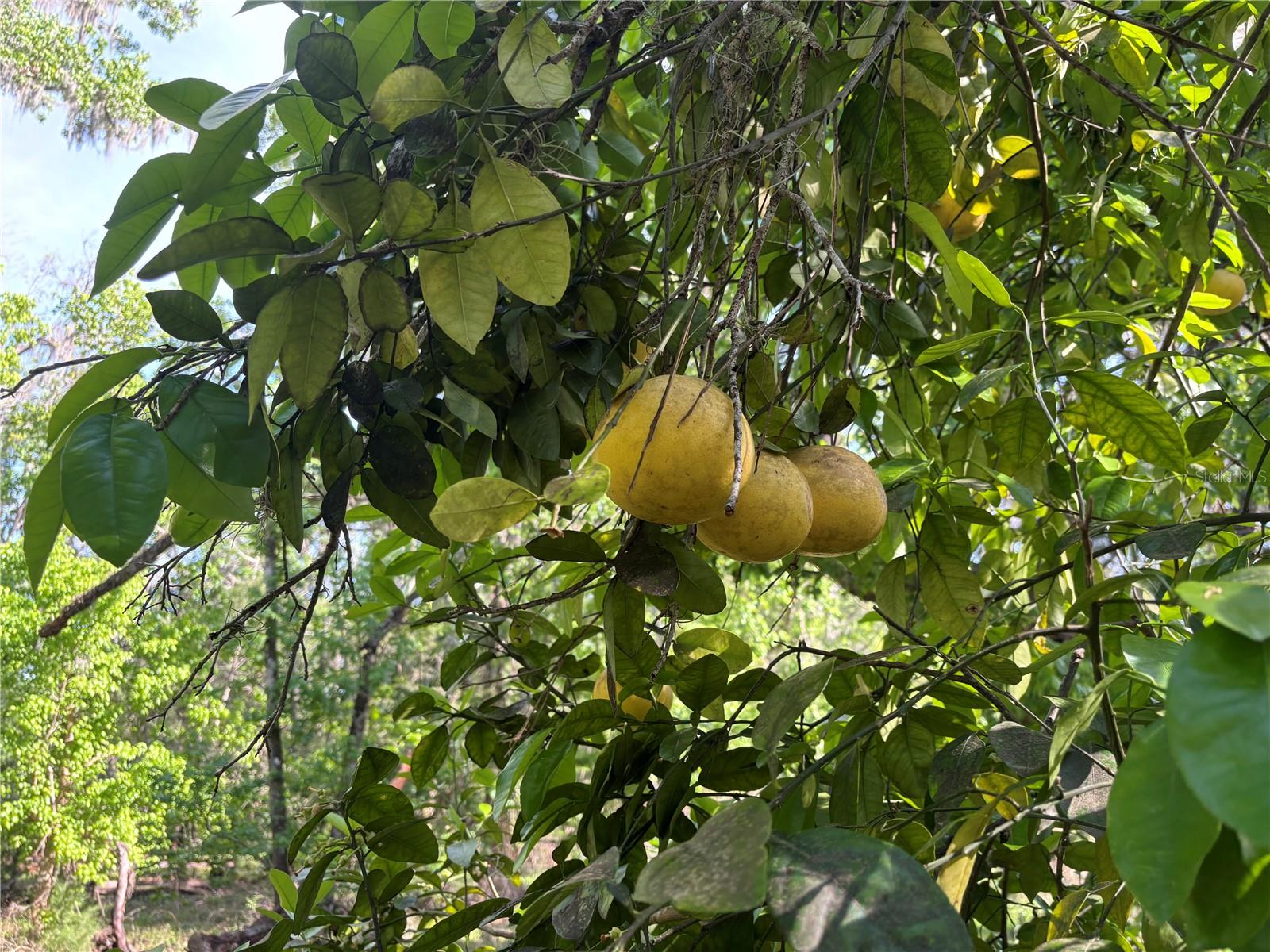 23060 WHITMAN RD, BROOKSVILLE, FL, 34601