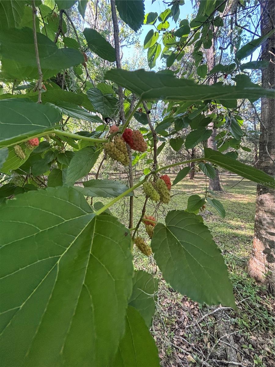 23060 WHITMAN RD, BROOKSVILLE, FL, 34601