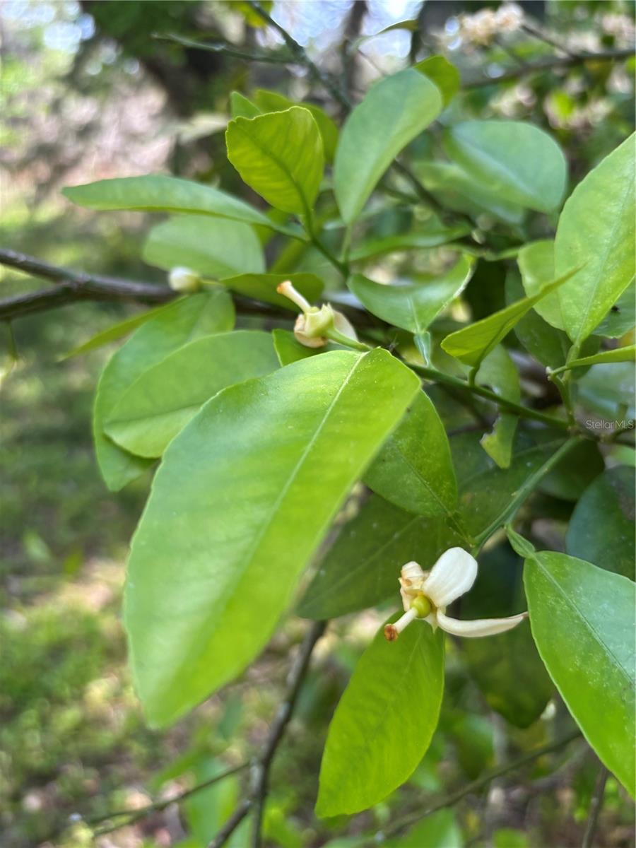 23060 WHITMAN RD, BROOKSVILLE, FL, 34601