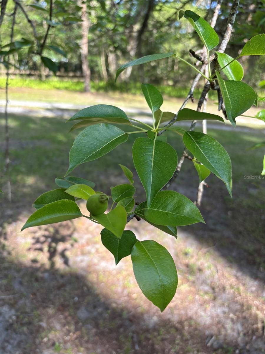 23060 WHITMAN RD, BROOKSVILLE, FL, 34601