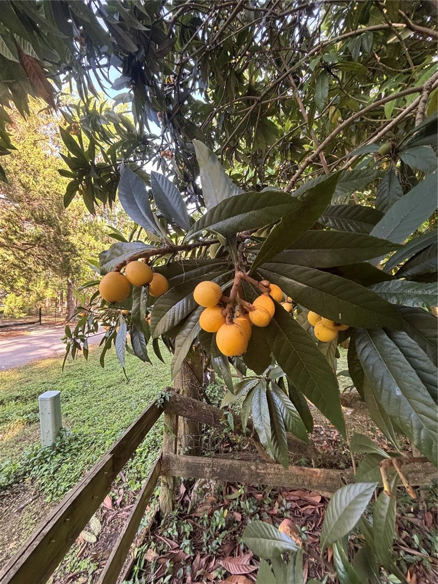 23060 WHITMAN RD, BROOKSVILLE, FL, 34601