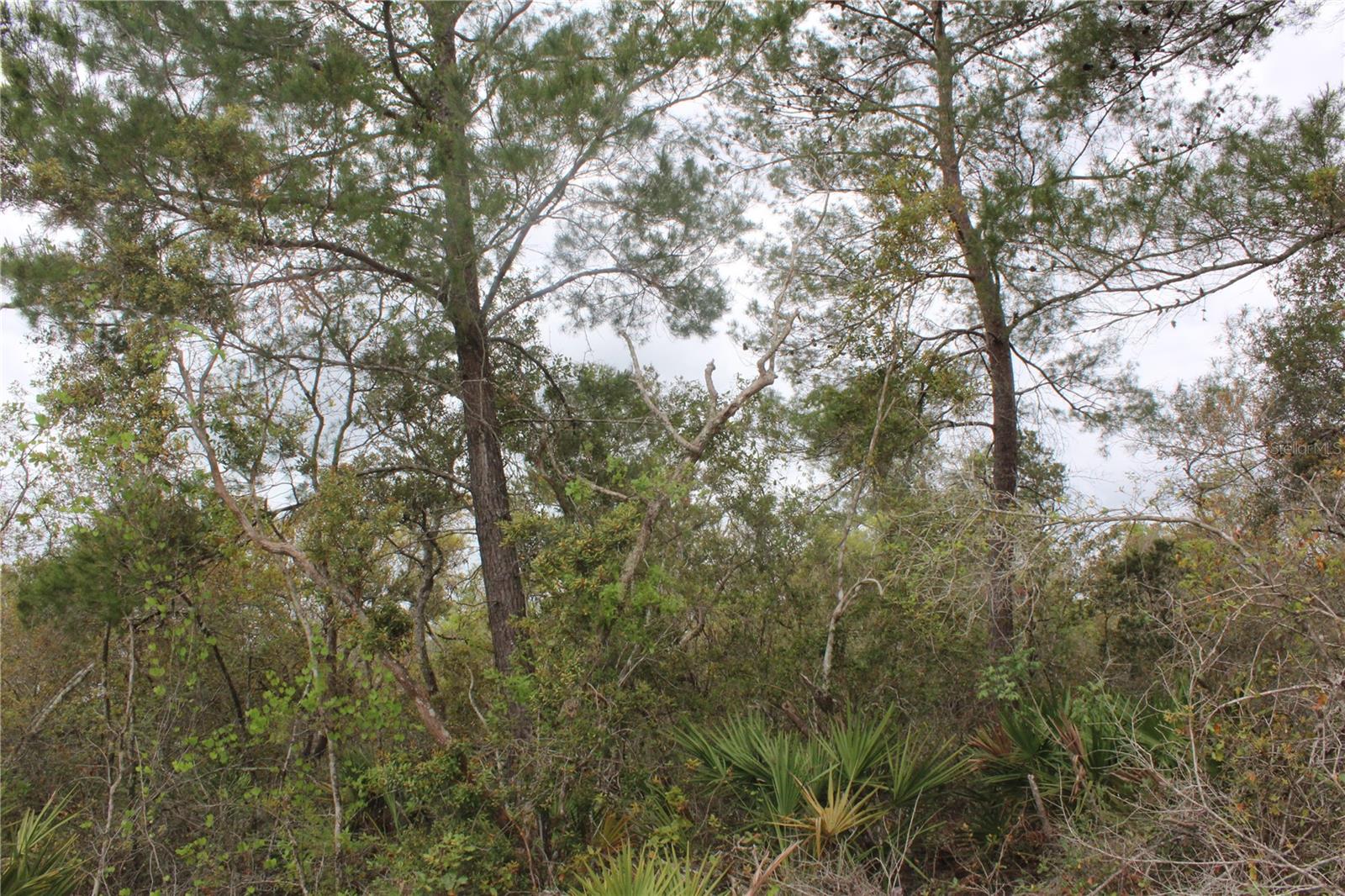 235 RIDGEWOOD AVE, ORANGE CITY, FL, 32763