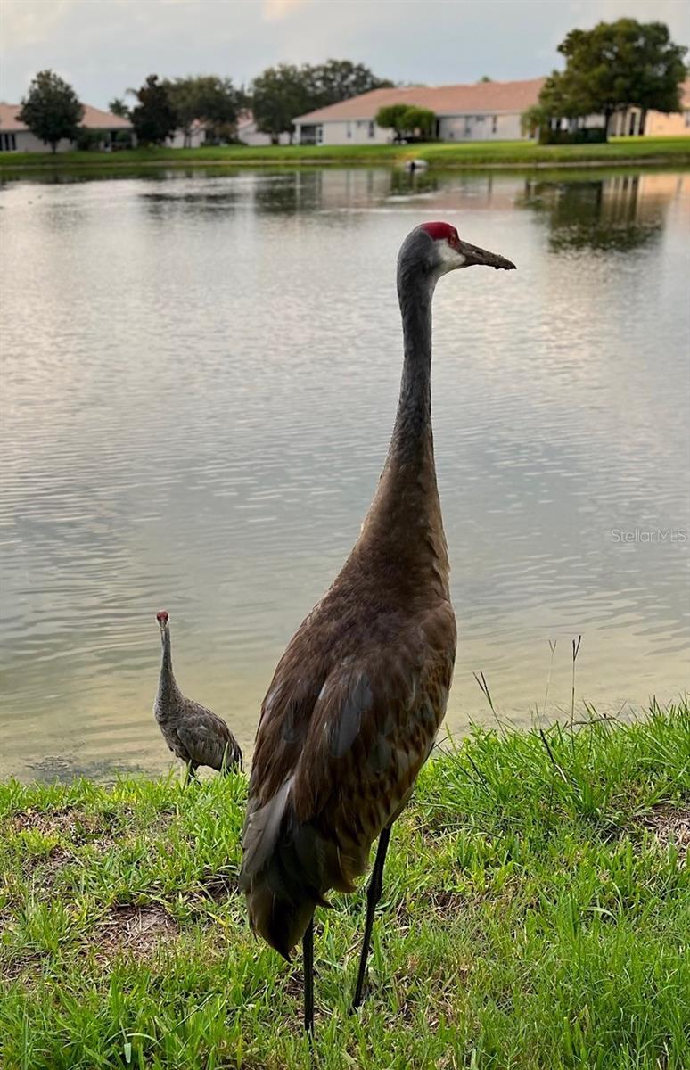 4136 CASCADE FALLS DR, SARASOTA, FL, 34243