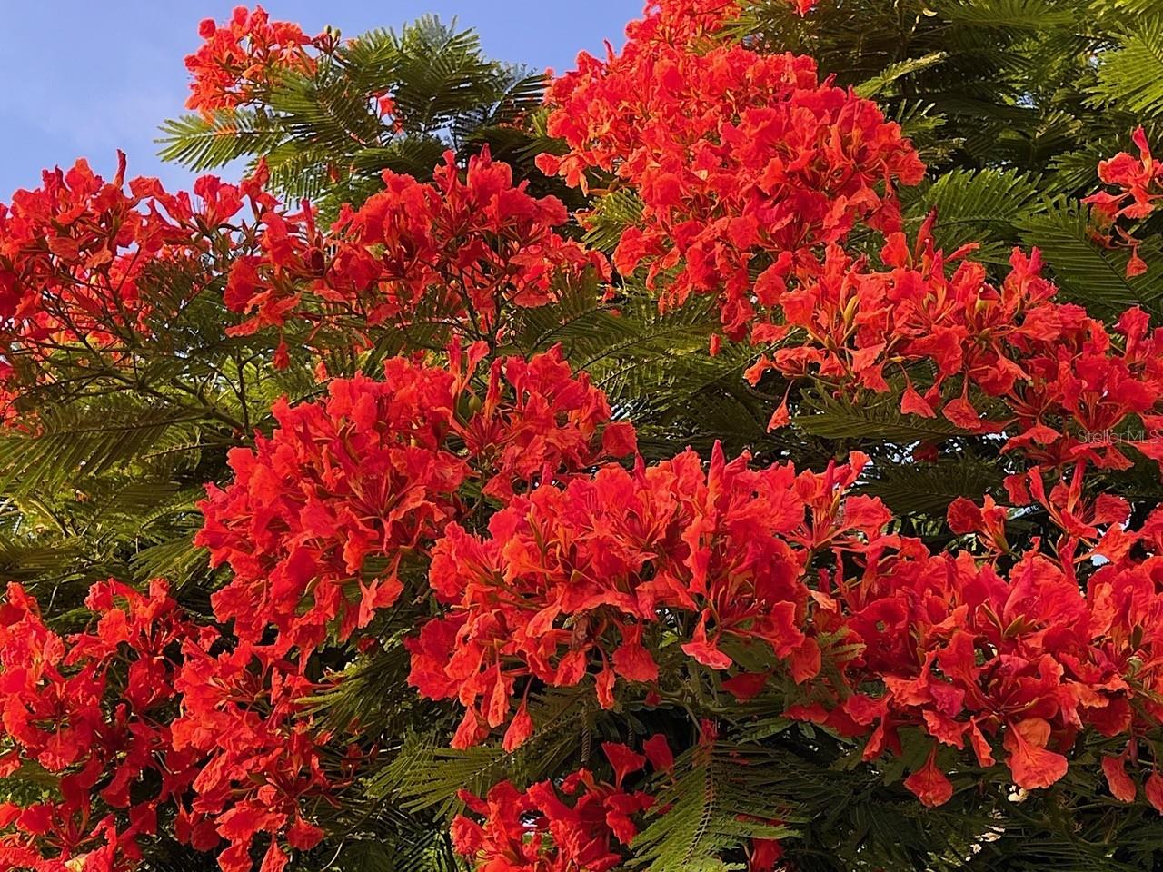 4136 CASCADE FALLS DR, SARASOTA, FL, 34243