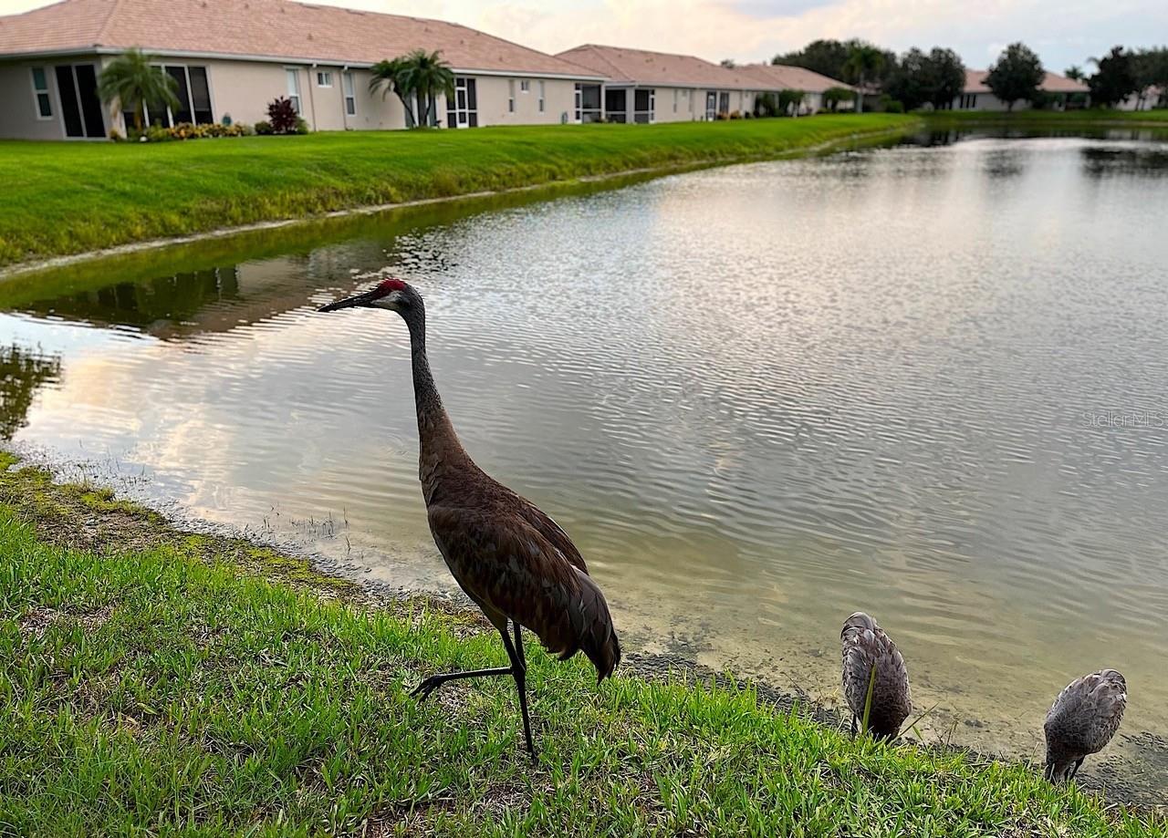 4136 CASCADE FALLS DR, SARASOTA, FL, 34243