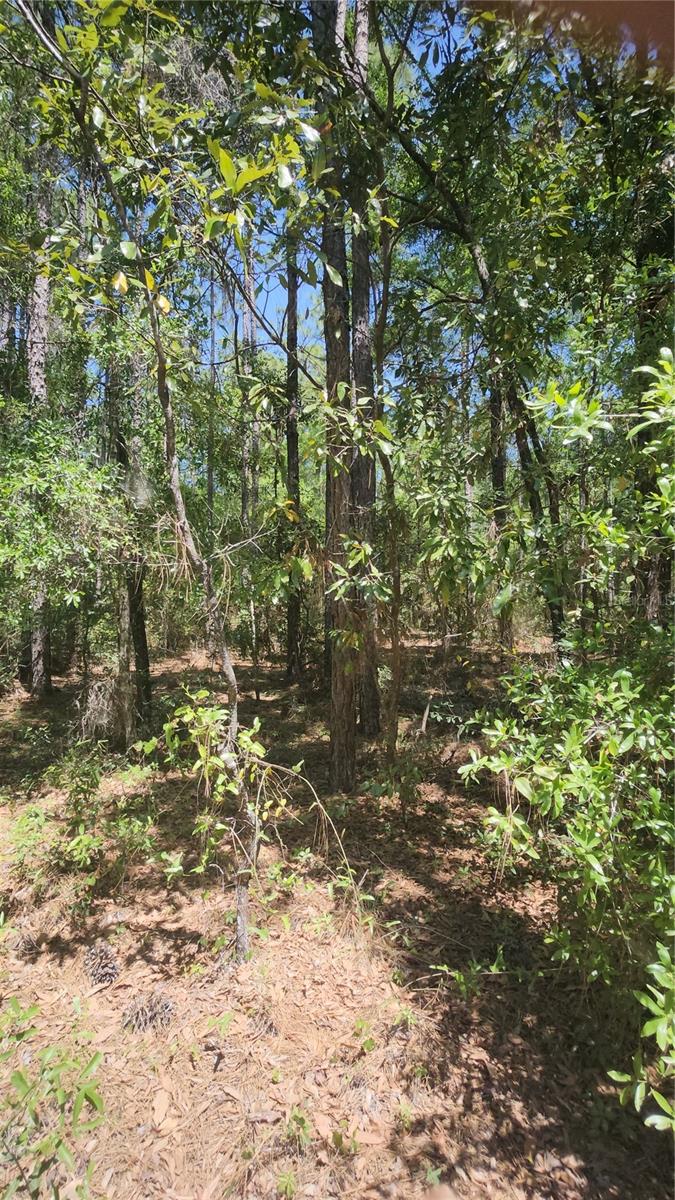 WEST 1/2 OF LOT 2, BLOCK 177, ROLLING HILLS #5, OCALA, FL, 34481