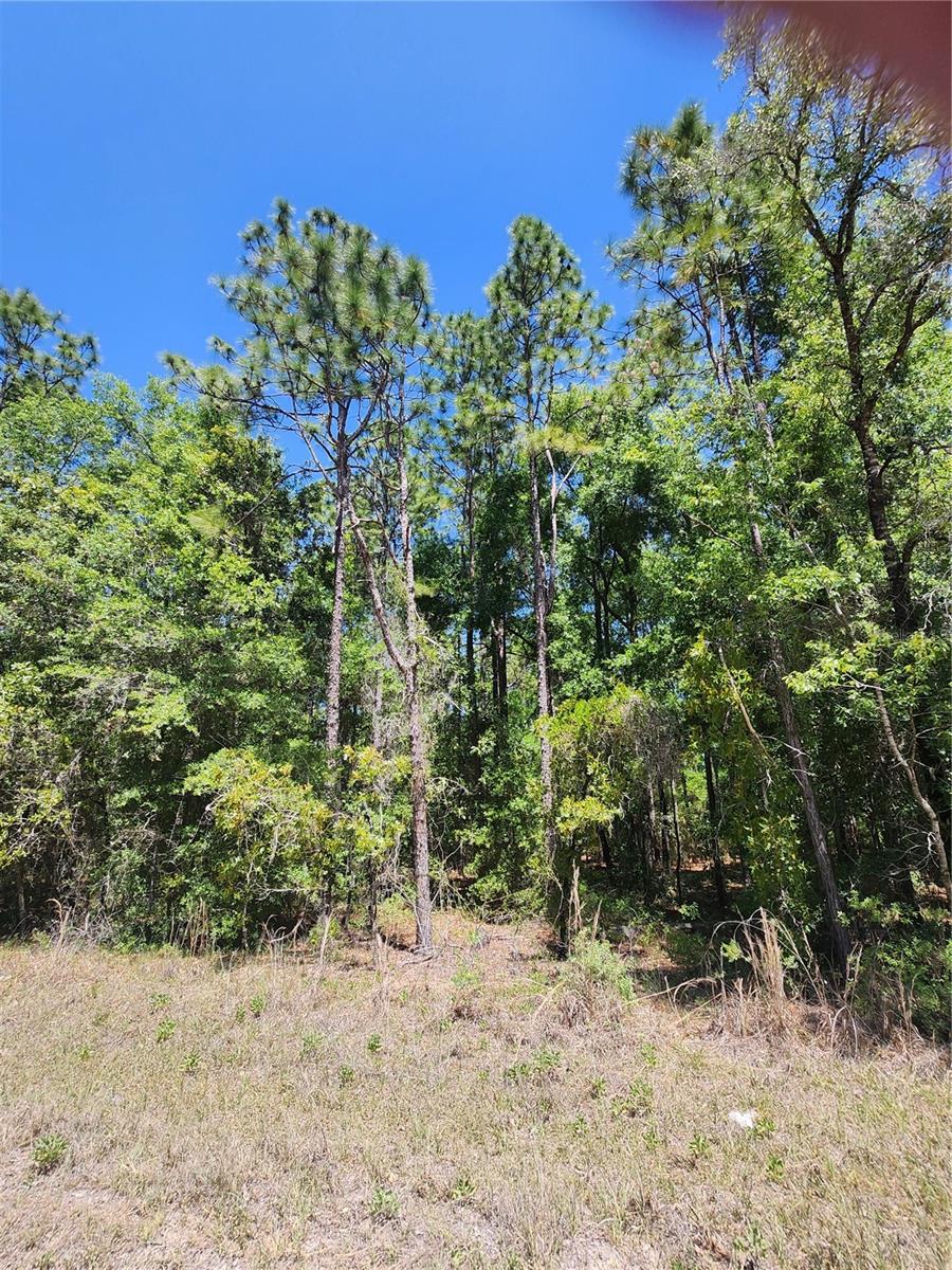 WEST 1/2 OF LOT 2, BLOCK 177, ROLLING HILLS #5, OCALA, FL, 34481