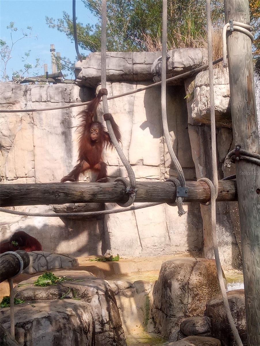 7006 N DUNCAN AVE, TAMPA, FL, 33604