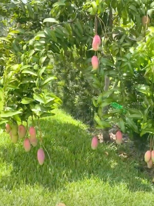 429 GREENFIELD RD, WINTER HAVEN, FL, 33884