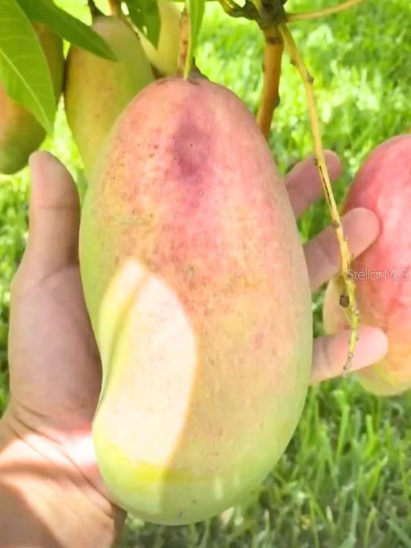 429 GREENFIELD RD, WINTER HAVEN, FL, 33884