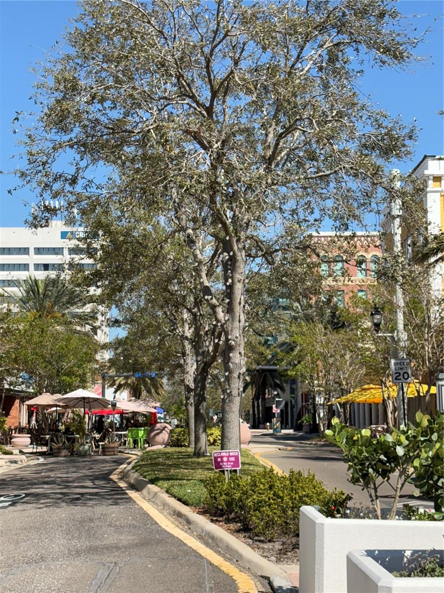 628 CLEVELAND ST #906, CLEARWATER, FL, 33755