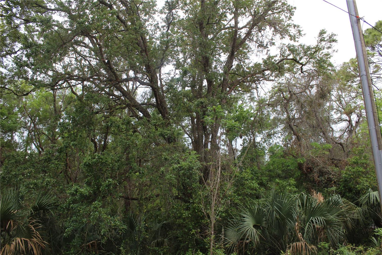 4346 CASAURINA RD, LADY LAKE, FL, 32159