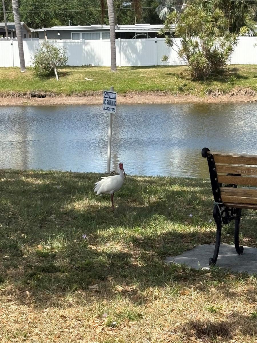 11005 101ST WAY #241, LARGO, FL, 33773