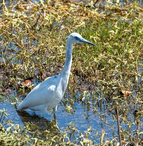 9567 SE 47TH WAY, WEBSTER, FL, 33597