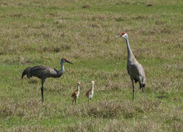 9567 SE 47TH WAY, WEBSTER, FL, 33597