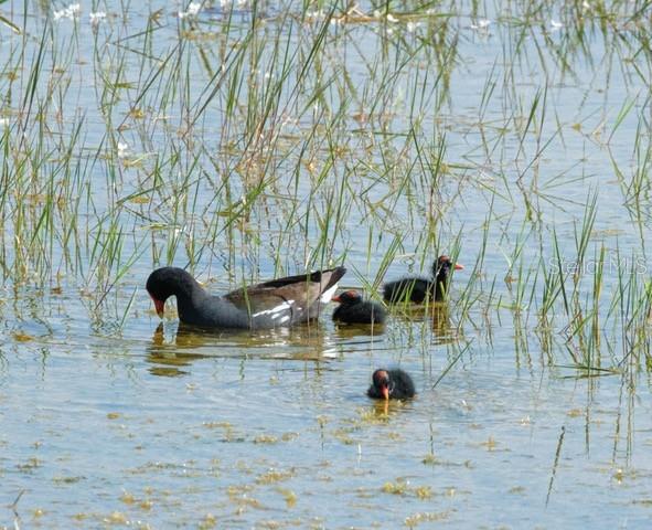 9567 SE 47TH WAY, WEBSTER, FL, 33597