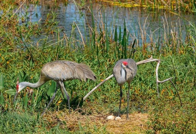 9567 SE 47TH WAY, WEBSTER, FL, 33597