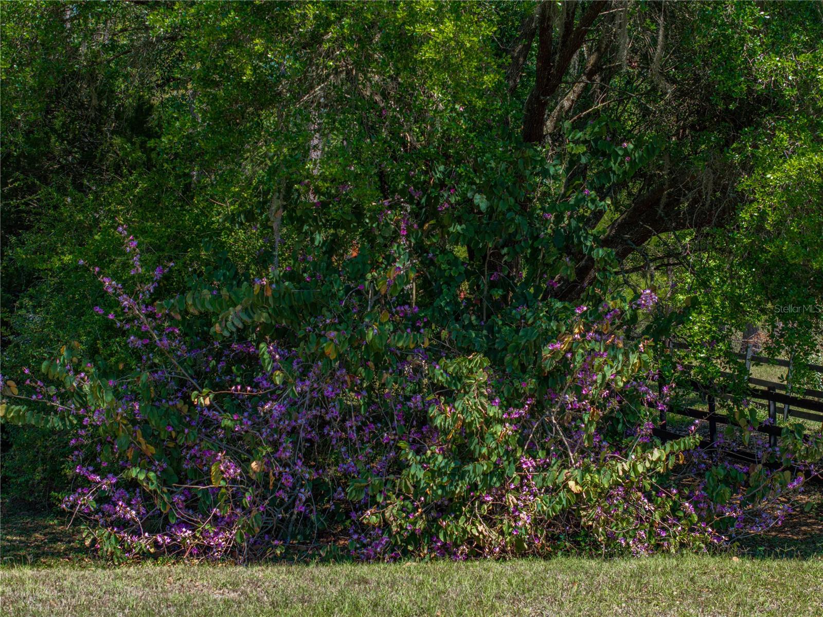 30237 SAINT JOE RD, DADE CITY, FL, 33525