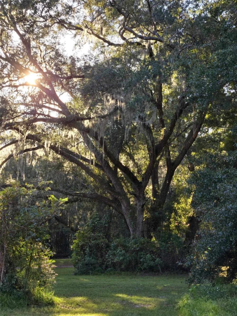 16244 NE 60TH ST, WILLISTON, FL, 32696