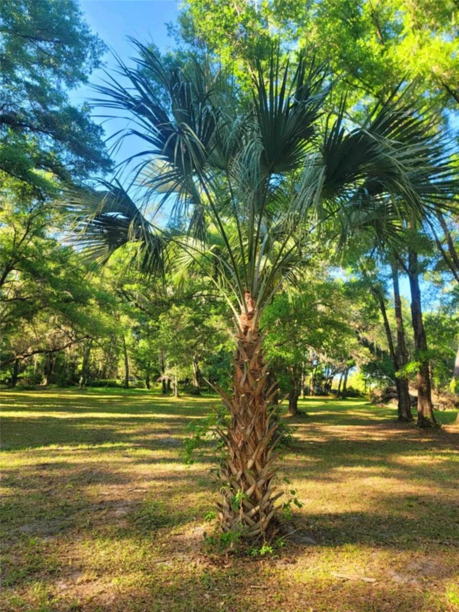 16244 NE 60TH ST, WILLISTON, FL, 32696