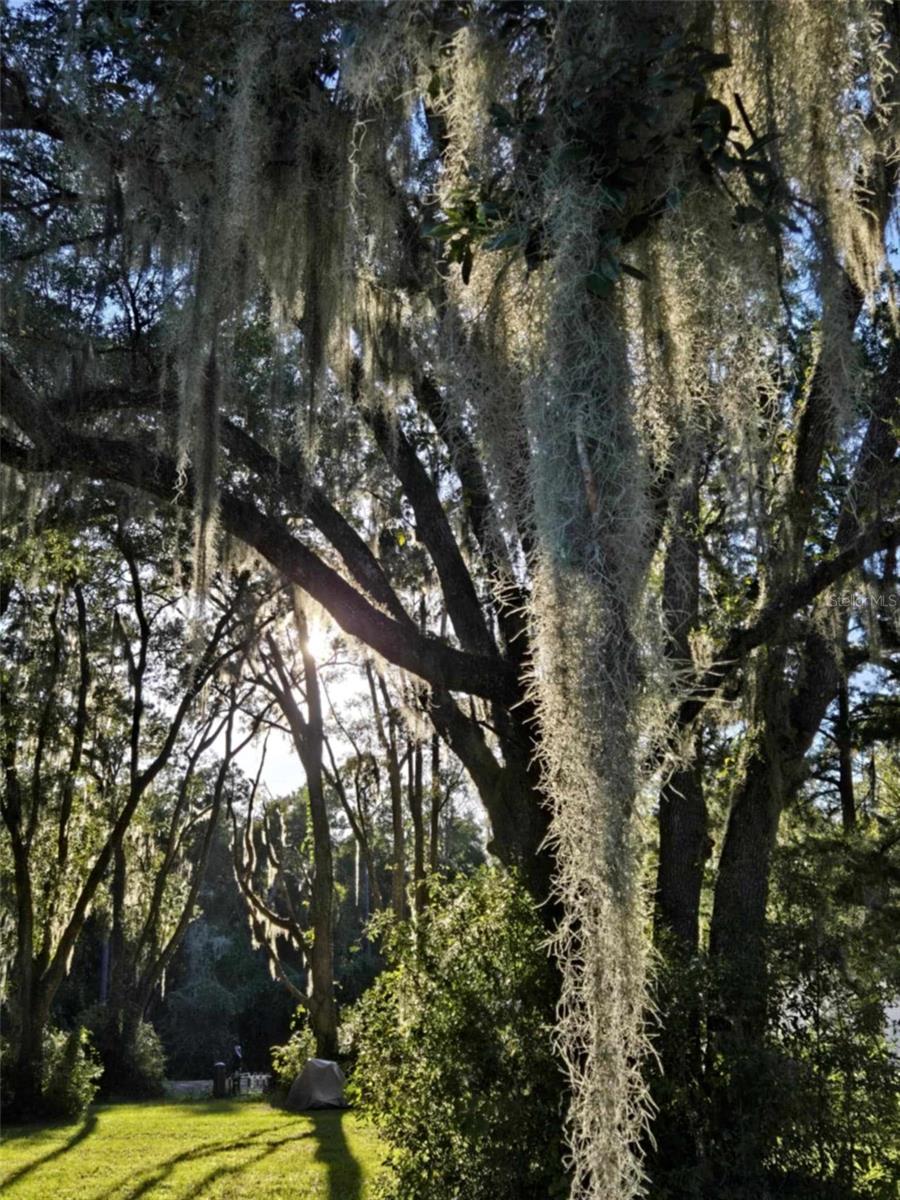 16244 NE 60TH ST, WILLISTON, FL, 32696