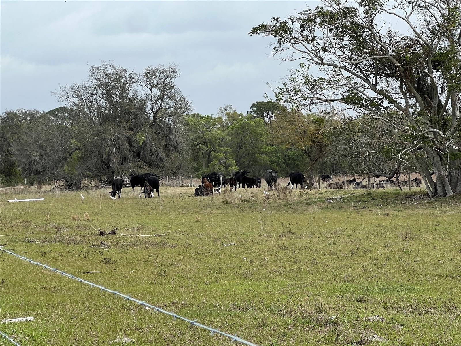 16818 DELIA ST, WIMAUMA, FL, 33598