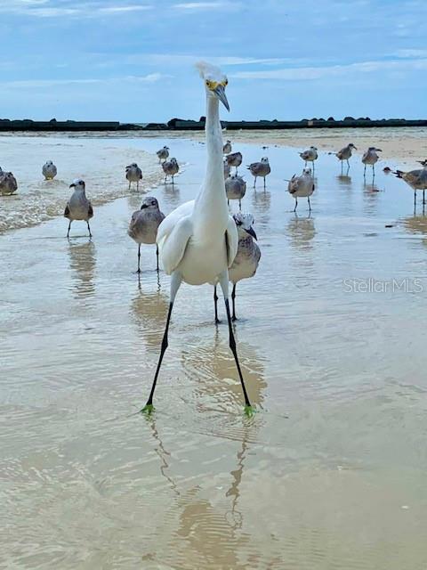 152 CHELSEA CT, DUNEDIN, FL, 34698