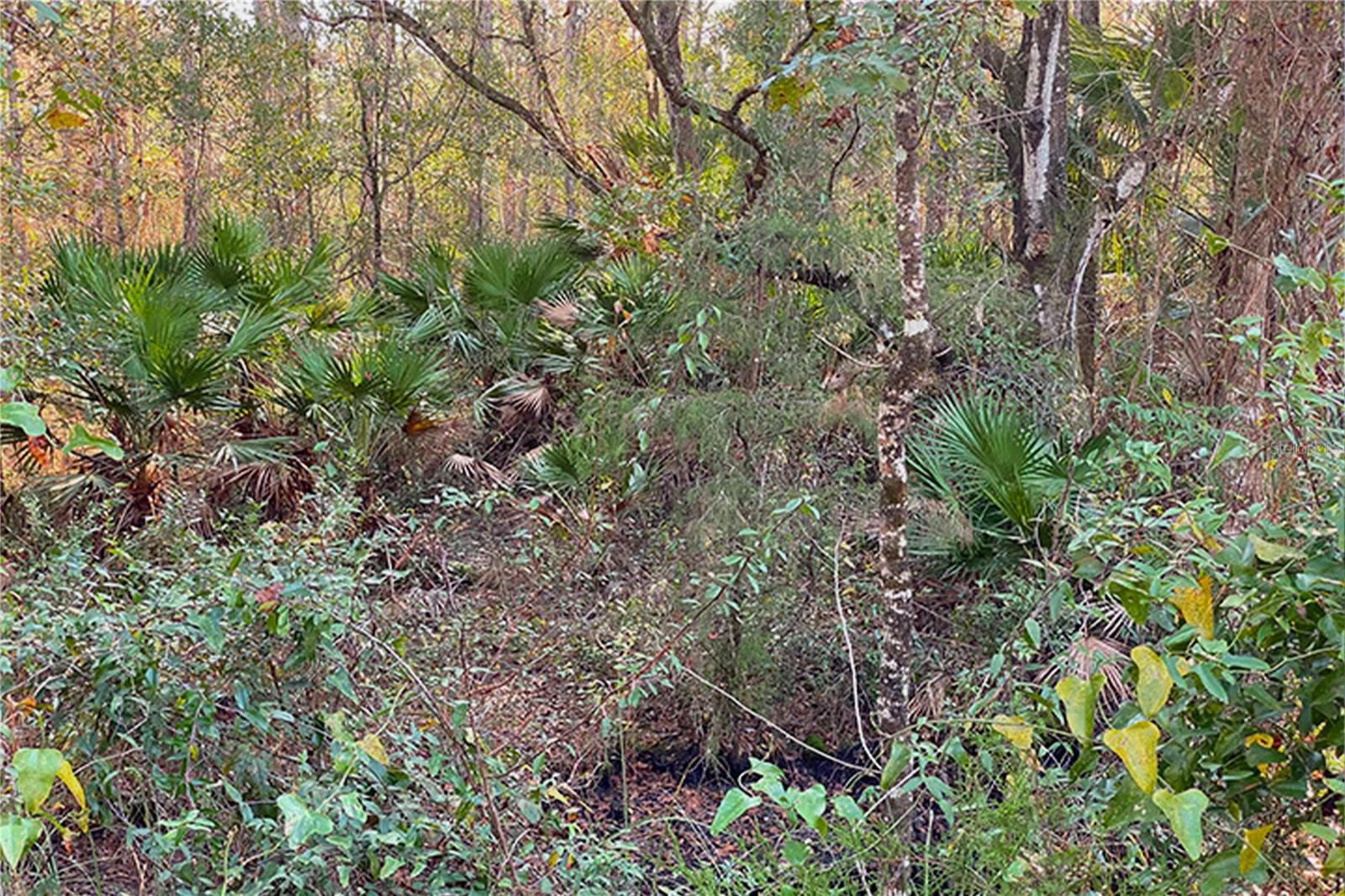 0 DIVISION ST, HASTINGS, FL, 32145