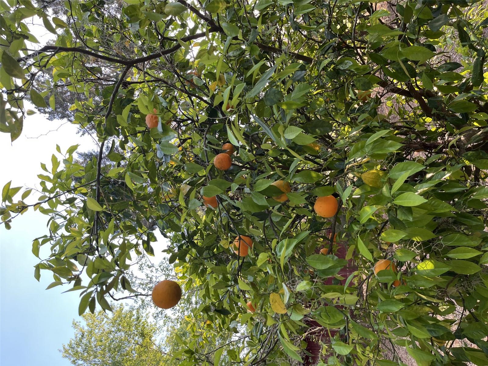 18700 RAVENSWOOD RD, ALTOONA, FL, 32702