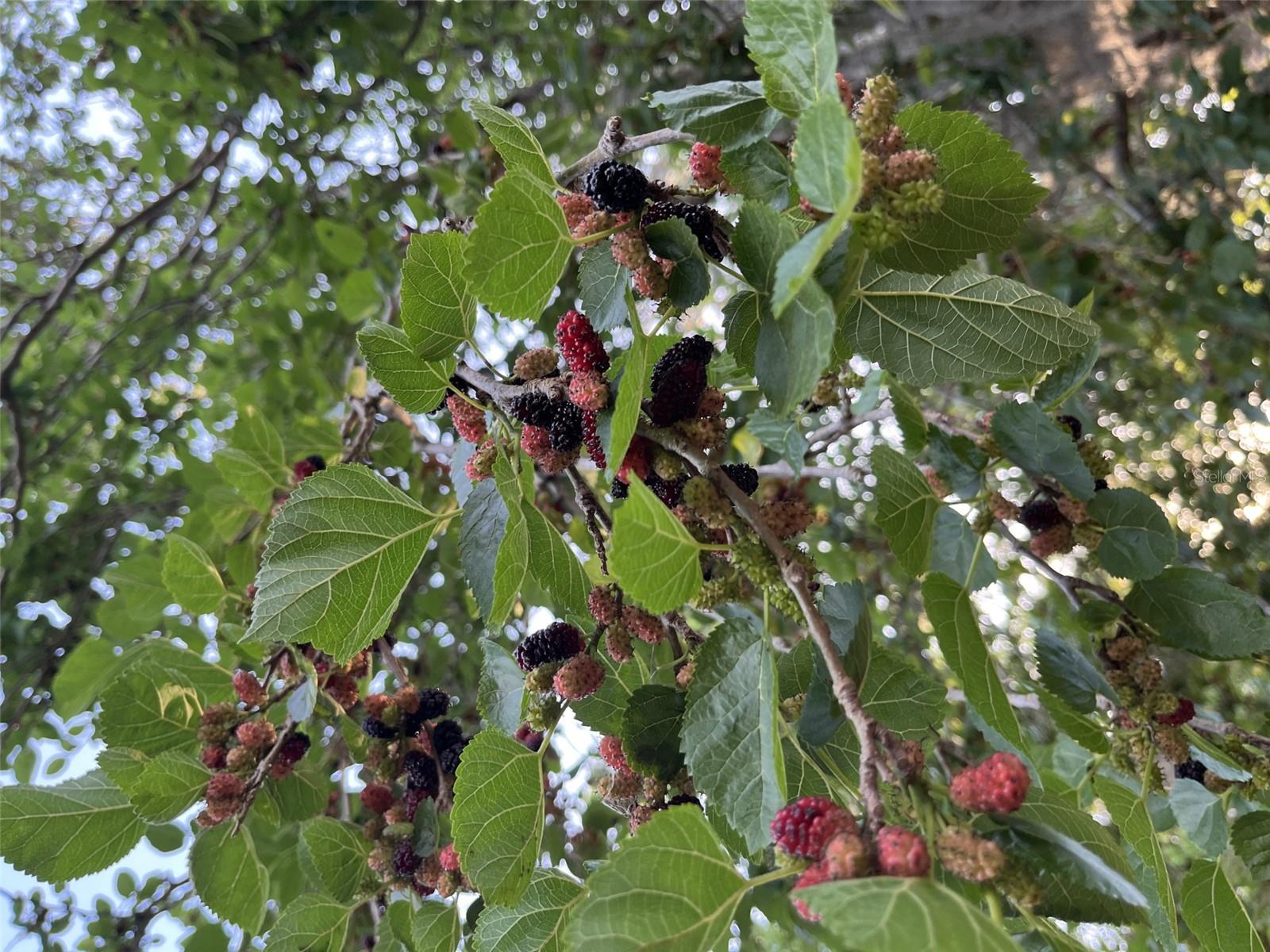 18700 RAVENSWOOD RD, ALTOONA, FL, 32702