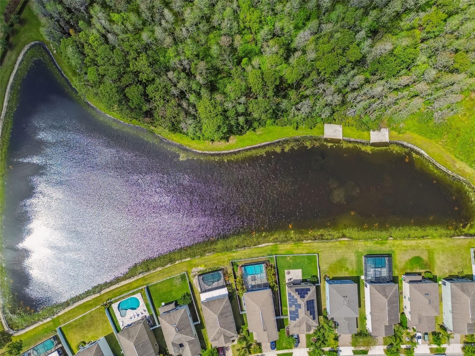 1755 HADDEN HALL PL, TRINITY, FL, 34655