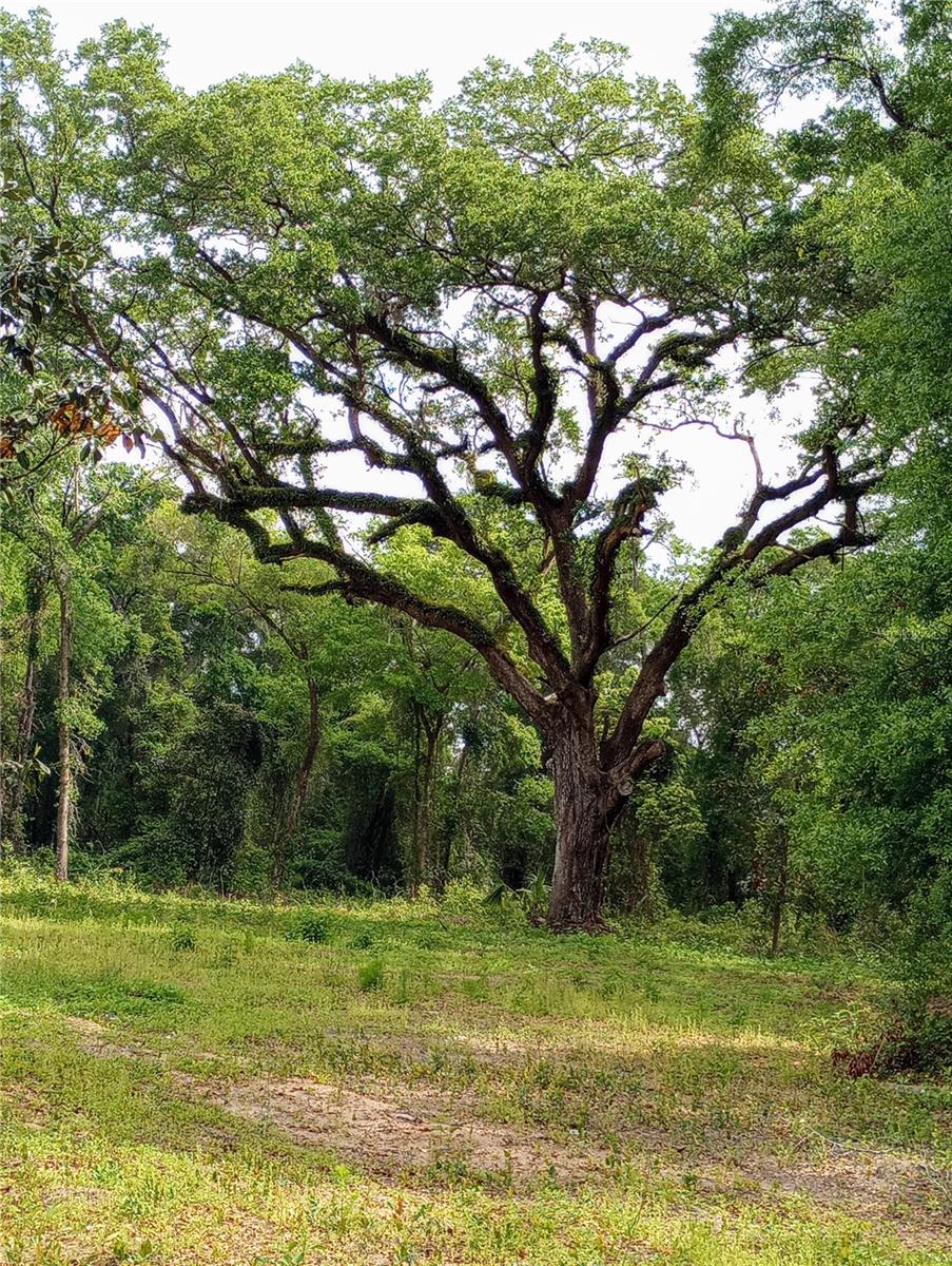 TBD SW 38TH AVE, OCALA, FL, 34476