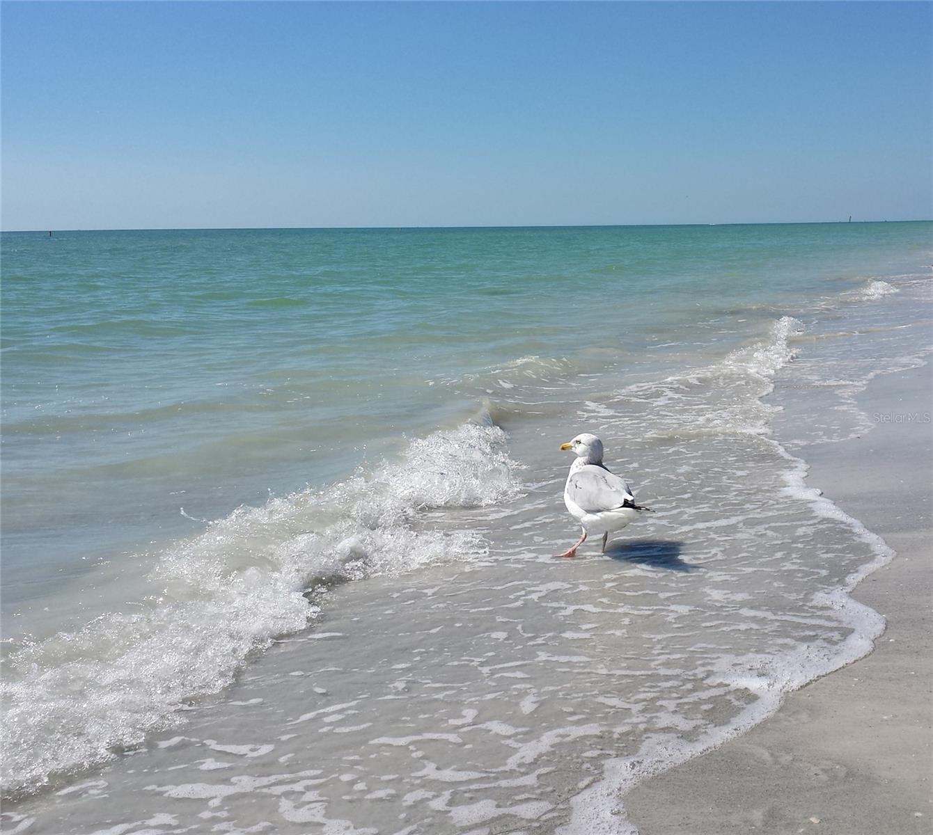 12760 INDIAN ROCKS RD #802, LARGO, FL, 33774