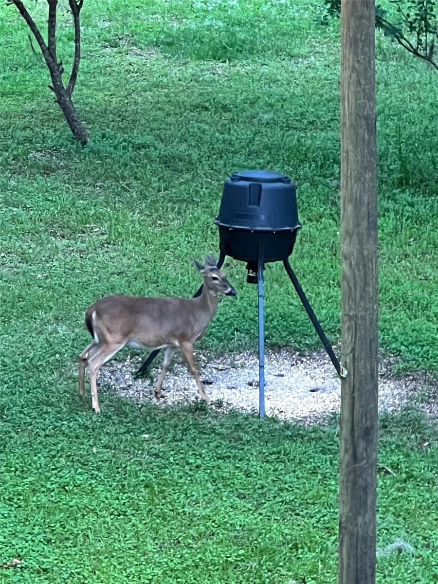 8320 SW 25TH PL, BELL, FL, 32619