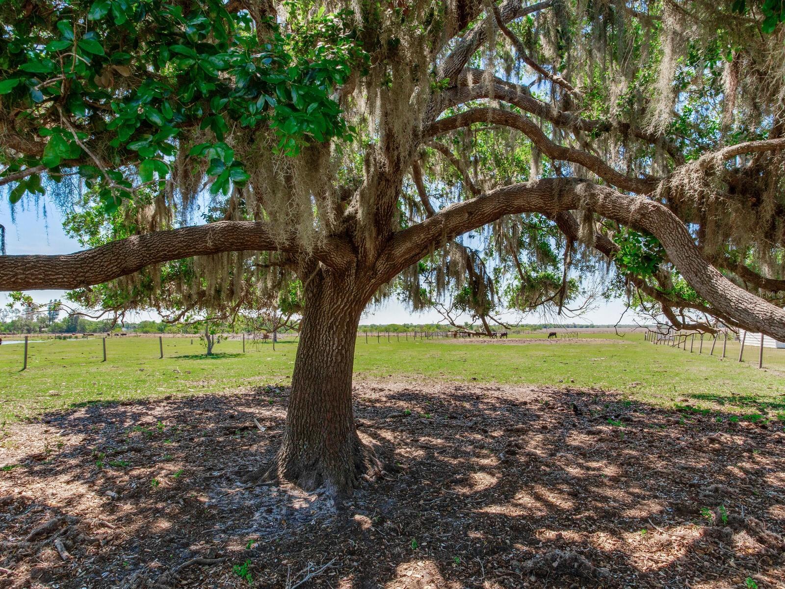 14655 JOE SUMNER RD, WIMAUMA, FL, 33598