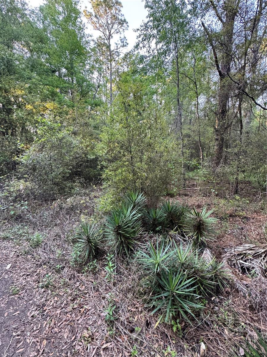 TBD SW 21ST. ST, OCALA, FL, 34481