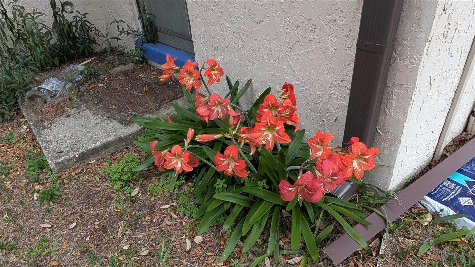 23059 GENEVA RD, LAND O LAKES, FL, 34639