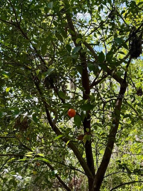 14037 OLD CRYSTAL RIVER RD, BROOKSVILLE, FL, 34601