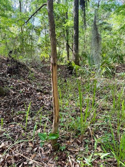 14037 OLD CRYSTAL RIVER RD, BROOKSVILLE, FL, 34601