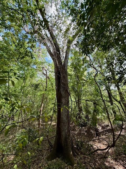 14037 OLD CRYSTAL RIVER RD, BROOKSVILLE, FL, 34601