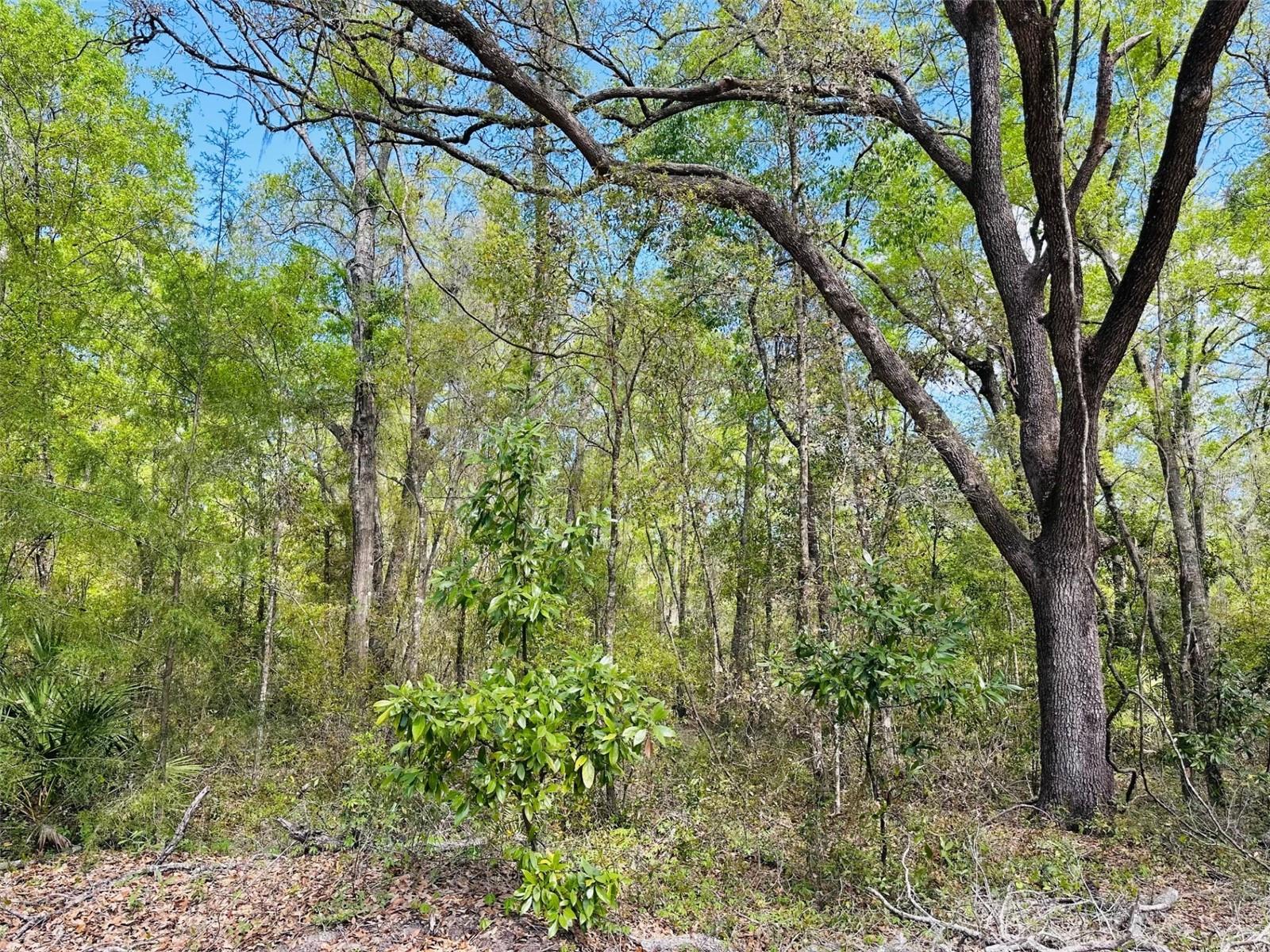 0 NW 30TH ST, CHIEFLAND, FL, 32626