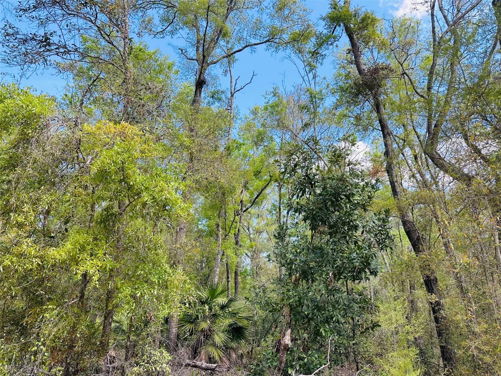 0 NW 30TH ST, CHIEFLAND, FL, 32626