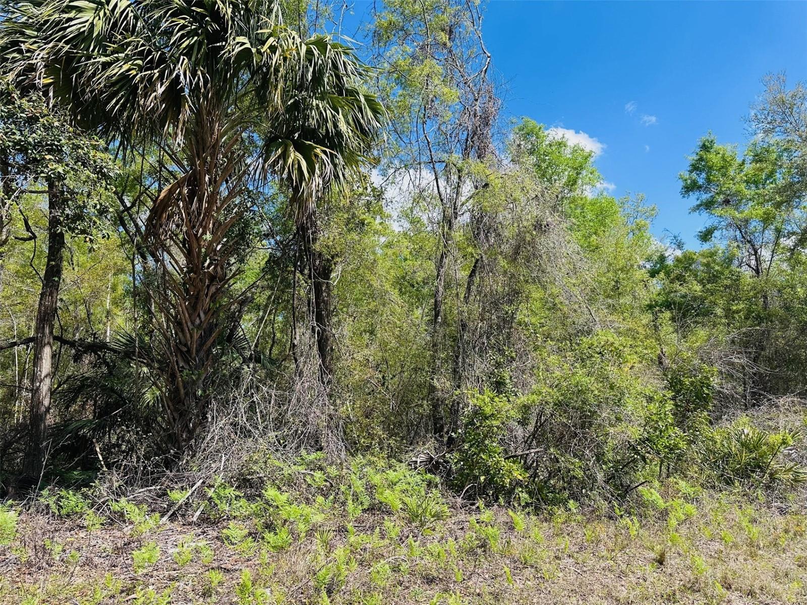 0 NW 30TH ST, CHIEFLAND, FL, 32626