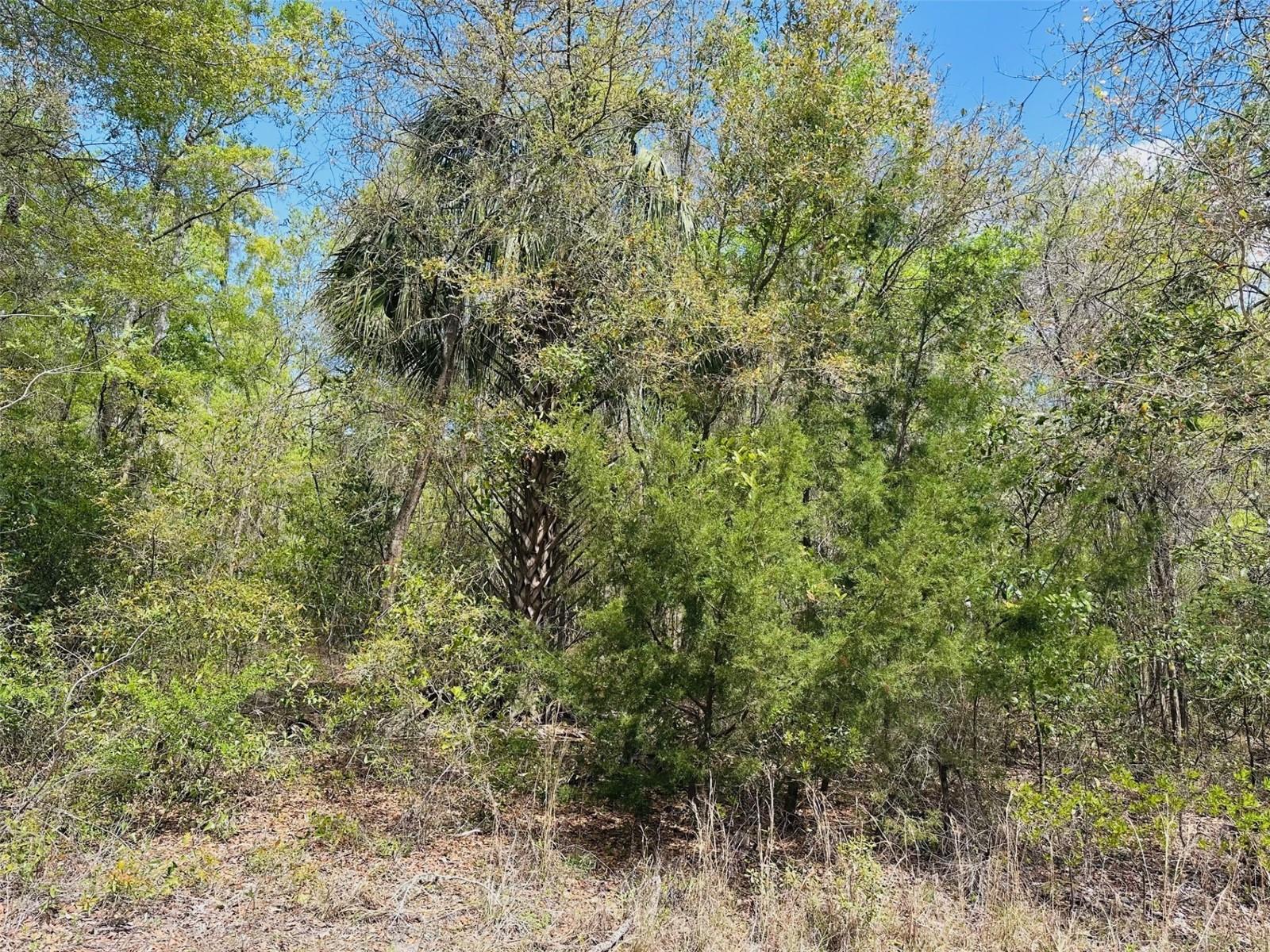 0 NW 30TH ST, CHIEFLAND, FL, 32626